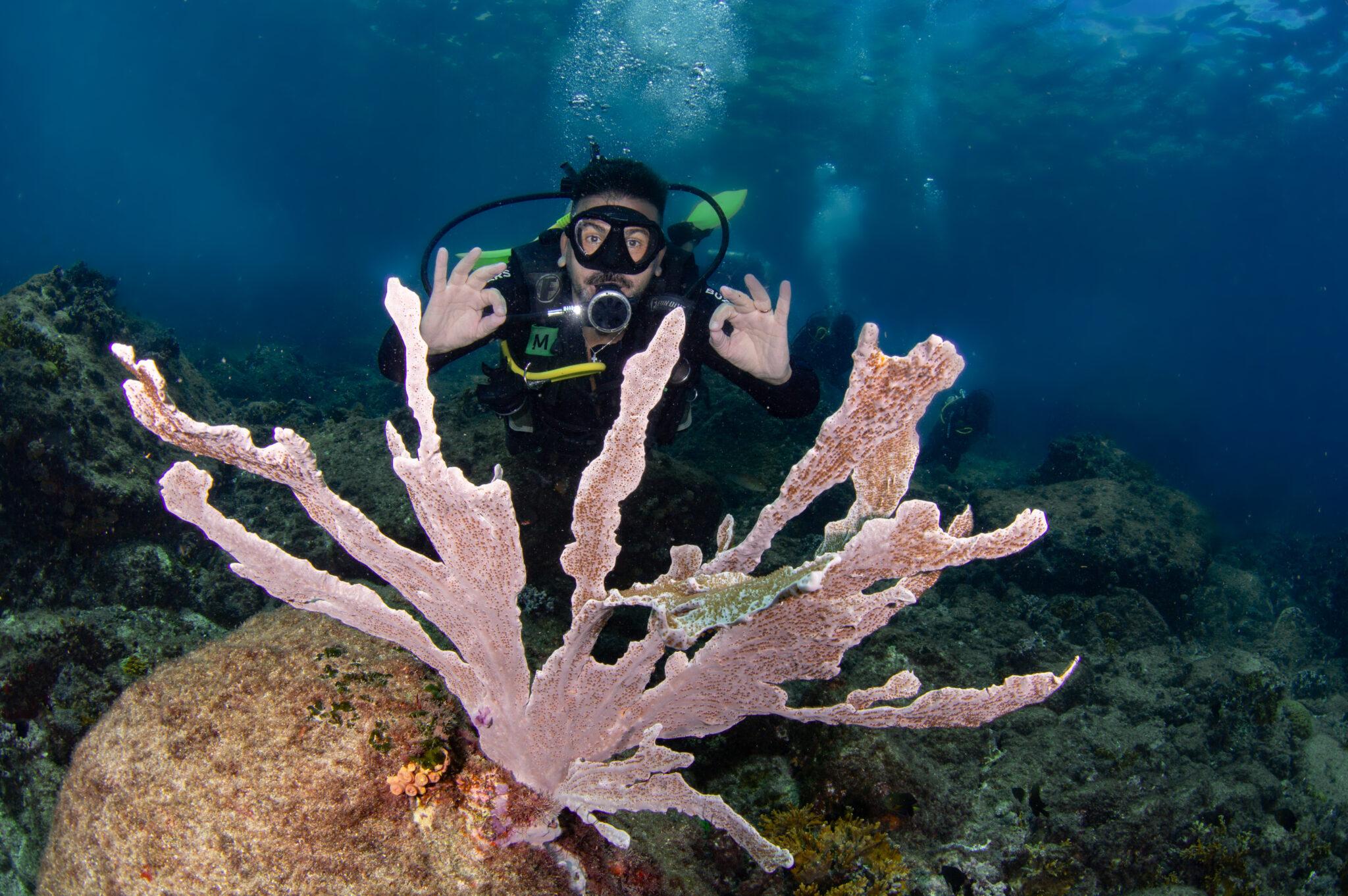 Mergulhador fazendo o sinal de OK atrás de um coral em leque