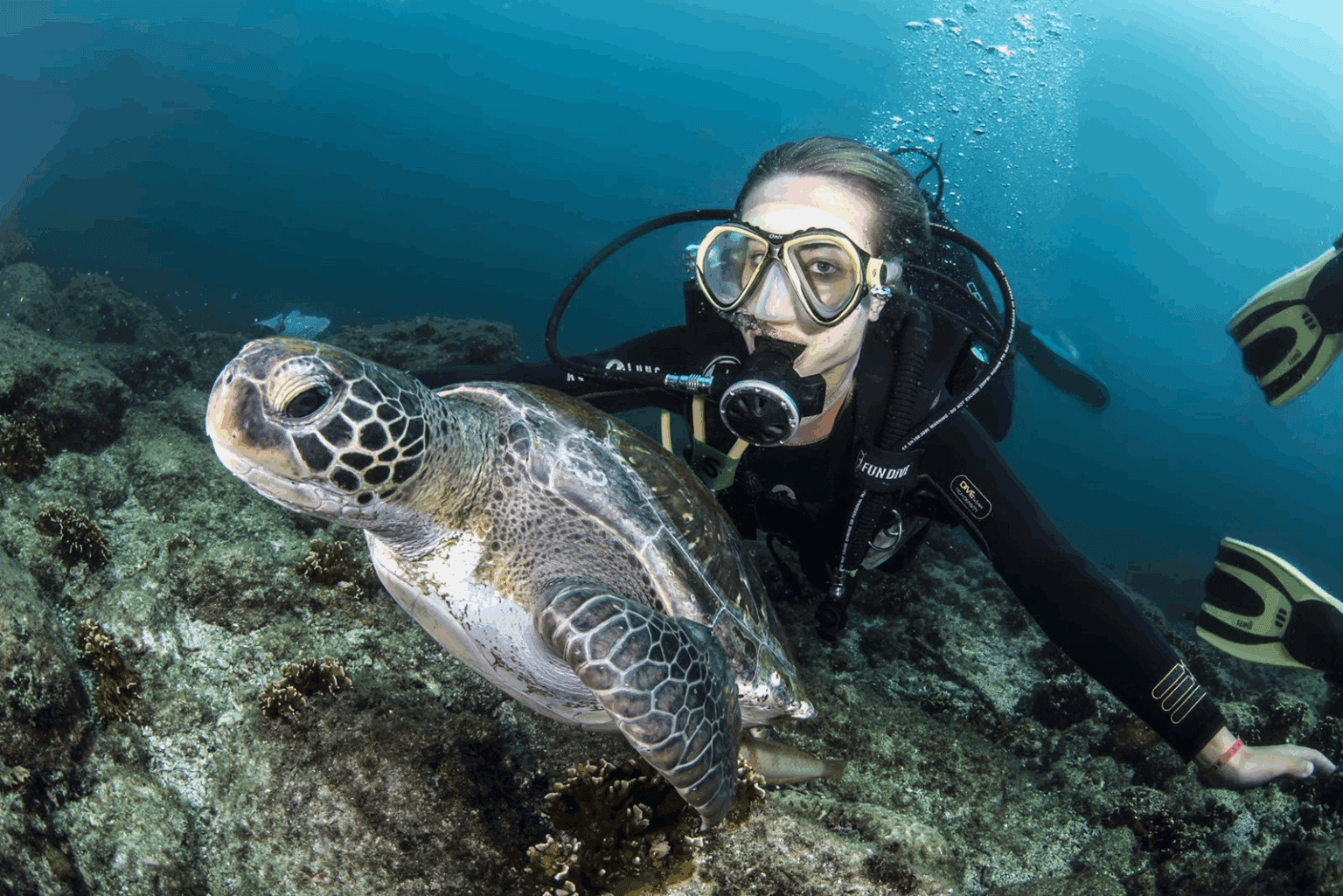 Mergulhador cara a cara com uma tartaruga marinha
