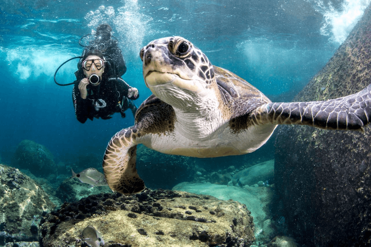 Mergulhadora da Búzios Divers fotografando uma grande tartaruga marinha bem de perto