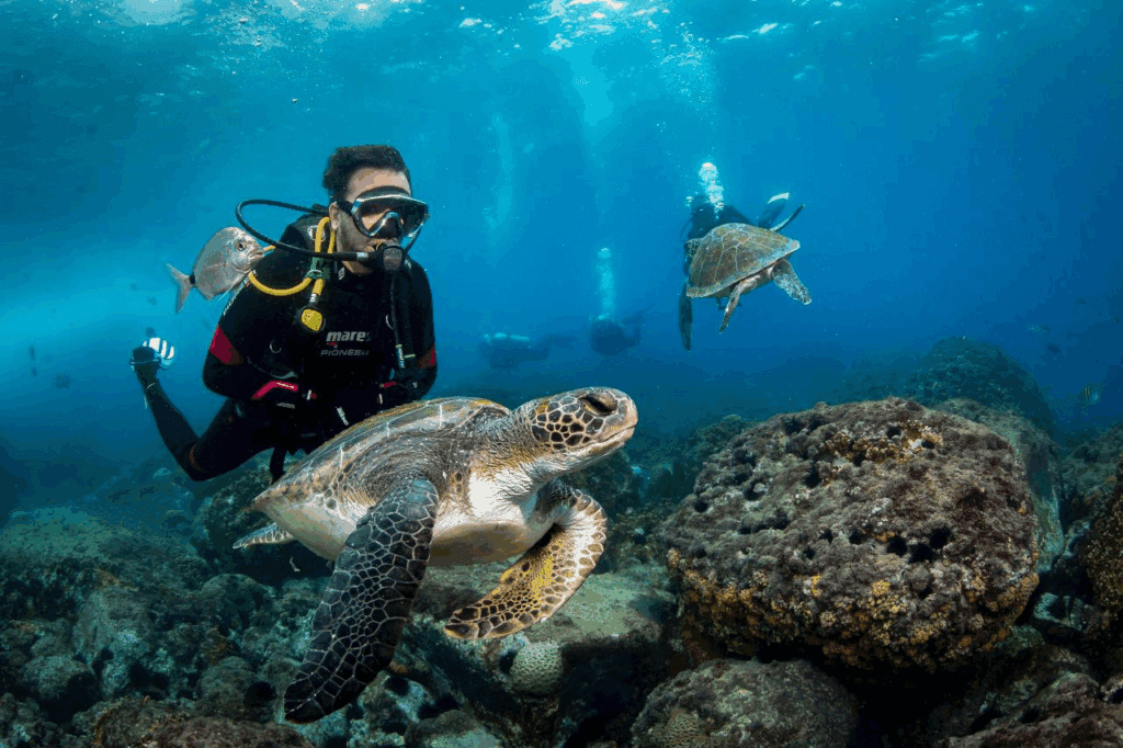 Mergulhador nadando com duas tartarugas marinhas próximo a um recife