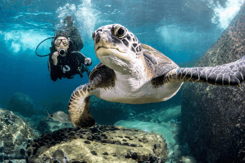 Tartaruga marinha em primeiro plano, com mergulhador ao fundo em recife rochoso